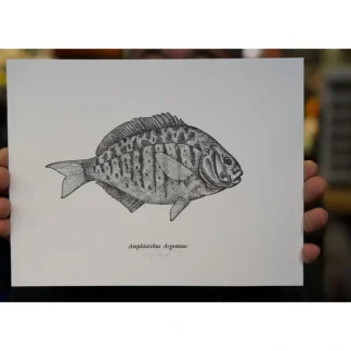 Ben Engle Surfperch Print - Your Premium Fishing Gear Store Rods Lines Baits Accessories^ Shop