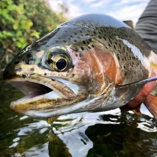 Rod Rental - Trout - Your Premium Fishing Gear Store Rods Lines Baits Accessories* Fishing Line