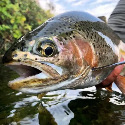 Rod Rental - Trout - Your Premium Fishing Gear Store Rods Lines Baits Accessories* Fishing Line