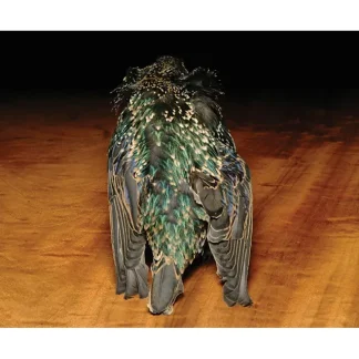 Starling Skins - Your Premium Fishing Gear Store Rods Lines Baits Accessories* Fly Fishing