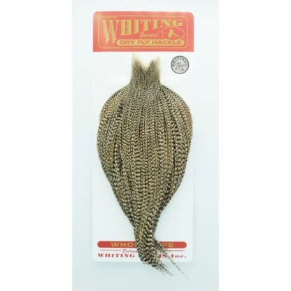 Whiting Cape Bronze - Your Premium Fishing Gear Store Rods Lines Baits Accessories^ Best